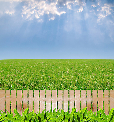포토 JPG 해외이미지 구름 디자인 계절 종교 백그라운드 컨셉 잎 패턴 농업 벽지 하늘 밥 날씨 추상 프레임 풍경 사람없음 목재 장식 여름 울타리 햇빛 농경지 환경 수확 광선 시골 낟알 유기농 질감 보안 귀 천국 내추럴 구식 논밭 생태학 수평선 해외202004 해외포토 자연요소 나무 식물 웰빙 교육 산업 음식 무늬 밭 재료 논 안전 신체부위 담장 태양 농장 파일형식 이미지허브