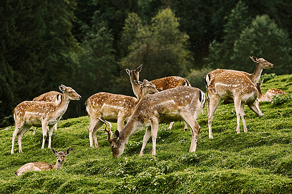 포토 JPG 해외이미지 동물 척추동물 야생동물 포유류 자연 초식동물 사슴 사람없음 야외 방목 귀 동물상 암사슴 엘크 찰과상 초식 반추동물 해외202004 해외포토 신체부위 조형물 축산업 상처 암컷 생태계 파일형식 이미지허브