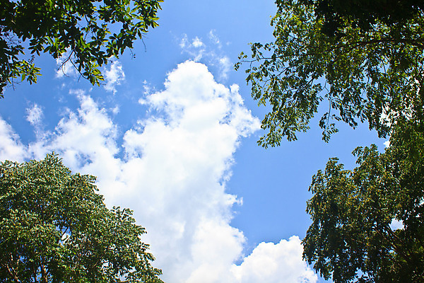 포토 JPG 해외이미지 나무 식물 종교 백그라운드 자연 하늘 풍경 사람없음 파란색 빛 햇빛 황무지 영혼 숲 생태계 신성 초능력 해외202004 해외포토 컬러 태양 파일형식 이미지허브