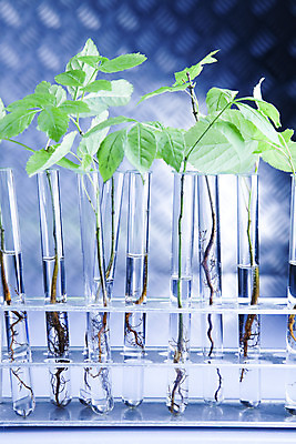 포토 JPG 해외이미지 식물 꽃 과학 백그라운드 잎 농업 자연 유리 실험 사람없음 초록색 파란색 스터디 약 성장 잡초 실험실 떨어짐 생명공학 에코 생물학 미생물 튜브 공학 생태학 유전 화학물질 해외202004 해외포토 교육 산업 컬러 컨셉 의학 재질 생물 학습 환경 화학 생태계 파일형식 이미지허브