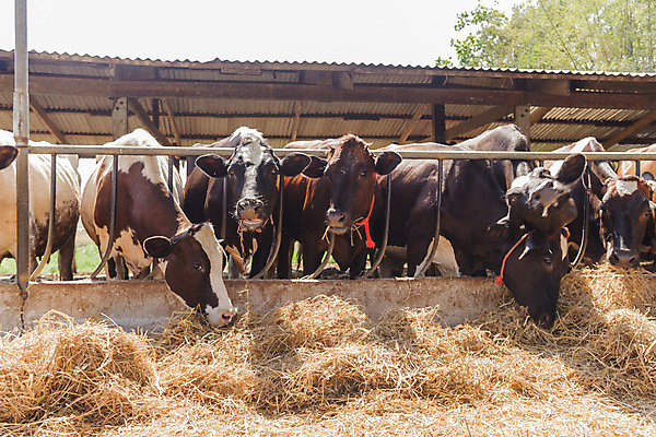 포토 JPG 해외이미지 동물 산업 음료 음식 밭 농업 포유류 주택 육류 사람없음 농장 머리 다이어리 검은색 가축 힘 소고기 우유 흰색 시골 소 방목 땅 황소 송아지 외양간 밭일 목가 해외202004 해외포토 새끼 컬러 식재료 유제품 건물 신체부위 사무용품 축산업 파일형식 이미지허브