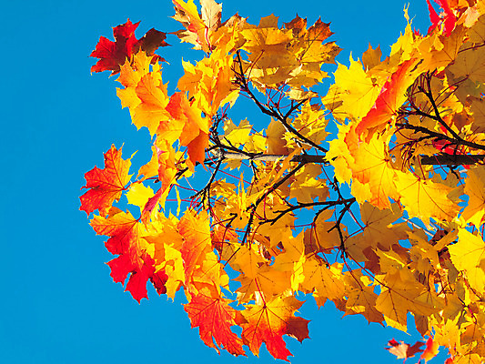 포토 JPG 해외이미지 식물 계절 줄기 단풍 잎 자연 하늘 프레임 사람없음 야외 파란색 빛 노란색 환경 화목 성장 가을 신선 투명 황금 순수 유기농 생태계 질감 부드러움 생태학 해외202004 해외포토 웰빙 교육 컬러 컨셉 감각 파일형식 이미지허브