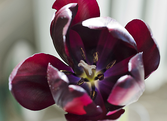 포토 JPG 해외이미지 식물 꽃잎 꽃 자연 사람없음 어둠 튤립 벚꽃 닫기 꽃가루 꽃수술 해외202004 해외포토 모션 가루 생태계 파일형식 이미지허브