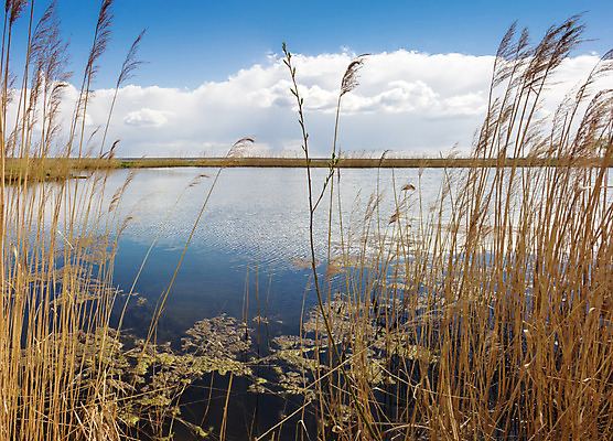 포토 JPG 해외이미지 식물 구름 계절 호수 줄기 잎 자연 하늘 날씨 갈대 풍경 사람없음 물 맑음 봄 저수지 연못 티켓 버드나무 해외202004 해외포토 자연요소 나무 생태계 파일형식 이미지허브