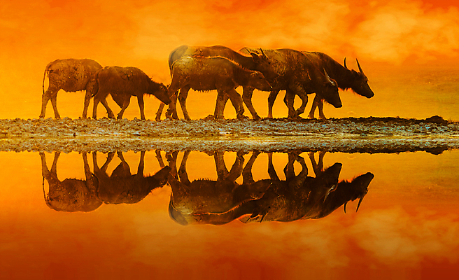 포토 JPG 해외이미지 동물 공원 남자 야생동물 여행 백그라운드 포유류 아프리카 자연 조류 뿔 동양인 사람없음 빨간색 초록색 물 머리 검은색 힘 흰색 소 닫기 보호 군중 위험 큼 망토 사파리 황소 5 케냐 남쪽 내추럴 보츠와나 전국 탄자니아 해외202004 해외포토 자연요소 공공시설 나라 컬러 컨셉 모션 사람 인종 신체부위 숫자 크기 방향 생태계 파일형식 이미지허브