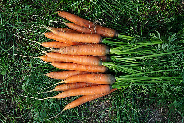 포토 JPG 해외이미지 음식 잎 농업 다이어트 채소 오렌지 재료 건강 잔디 사람없음 초록색 농작물 농장 정원 당근 수확 침대 신선 그룹 농부 정상 다발 유기농 원예 날것 뿌리 숙성 채식주의자 해외202004 해외포토 식물 직업 웰빙 산업 컬러 가구 과일 뿌리채소 취미 채식 파일형식 이미지허브