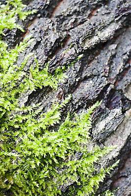 포토 JPG 해외이미지 나무 식물 계절 유럽 백그라운드 패턴 자연 벽지 추상 이끼 사람없음 야외 목재 초록색 햇빛 놀람 젖음 성장 가을 해조류 닫기 떨어짐 정상 숲 질감 러시아 청록색 나무껍질 북쪽 내추럴 곰팡이 옛날 우수 해외202004 해외포토 감정 나라 컬러 컨셉 무늬 재료 모션 표정 태양 껍질 해양식물 방향 절기 생태계 파일형식 이미지허브