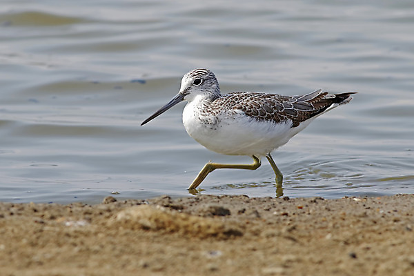 포토 JPG 해외이미지 동물 여자 남자 아시아 얼굴 야생동물 바다 백그라운드 날개 자연 조류 사람없음 야외 가로 컬러풀 머리 환경 닫기 깃털 꼬리 부리 소금 서식지 생태학 이국적 해외202004 해외포토 교육 나라 컬러 모션 사람 신체부위 생태계 파일형식 이미지허브