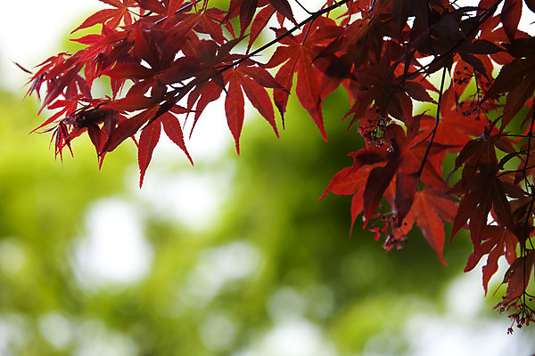 포토 JPG 해외이미지 나무 식물 분홍색 백그라운드 단풍 잎 오렌지 자연 추상 사람없음 야외 빨간색 초록색 빛 노란색 환경 성장 가을 나뭇가지 신선 숲 유기농 보케 해외202004 해외포토 웰빙 계절 컬러 무늬 과일 생태계 파일형식 이미지허브