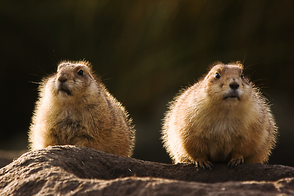 포토 JPG 해외이미지 응시 야생동물 두마리 포유류 사람없음 프레리도그 해외202004 해외포토 동물 시선 2 파일형식 이미지허브