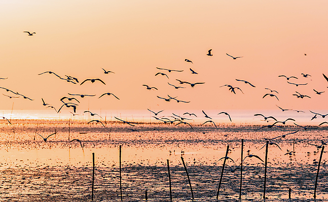 포토 JPG 해외이미지 동물 실루엣 야생동물 바다 날개 오렌지 자연 갈매기 조류 하늘 아침 생물 안테나 사람없음 강 일출 일몰 새벽 자유 신선 스카이라인 수평선 해외202004 해외포토 주간 자연요소 컨셉 과일 통신 촬영기법 노을 생태계 파일형식 이미지허브