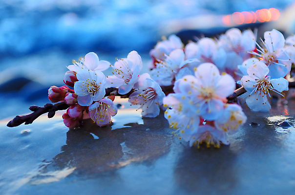 포토 JPG 해외이미지 나무 식물 계절 공원 꽃 바다 분홍색 백그라운드 꽃무늬 자연 하늘 새해 이벤트 사람없음 물 파란색 정원 일본 맑음 축제 봄 벚꽃 흰색 나뭇가지 신선 시간 개화 체리 4월 내추럴 고립 수평선 해외202004 해외포토 자연요소 공공시설 아시아 컬러 무늬 과일 날씨 날짜 생태계 파일형식 이미지허브