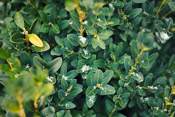 포토 JPG 해외이미지 식물 꽃 백그라운드 잎 자연 사람없음 야외 초록색 물 노란색 환경 정원 봄 성장 흰색 신선 묘사 질감 내추럴 해외202004 해외포토 자연요소 계절 컬러 생태계 파일형식 이미지허브