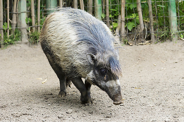 포토 JPG 해외이미지 동물 신체 포유류 육류 돼지고기 사람없음 머리카락 게임 돼지 모피 가득함 주둥이 멧돼지 해외202004 해외포토 식재료 놀이 머리 파일형식 이미지허브