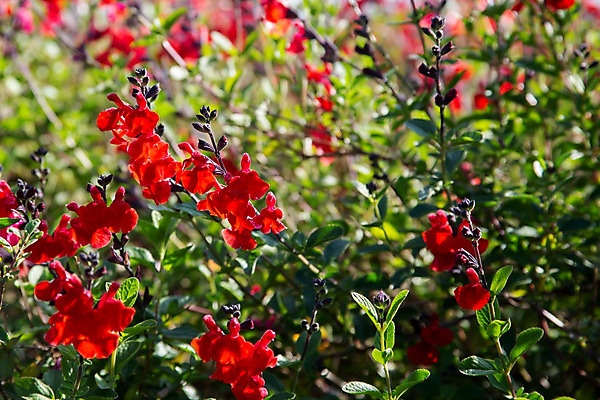 포토 JPG 해외이미지 식물 계절 꽃잎 꽃 백그라운드 잎 꽃무늬 자연 사람없음 야외 장식 빨간색 초록색 여름 컬러풀 머리 정원 봄 성장 벚꽃 침대 신선 개화 허브 유기농 원예 내추럴 고립 해외202004 해외포토 웰빙 컬러 가구 무늬 취미 신체부위 생태계 파일형식 이미지허브
