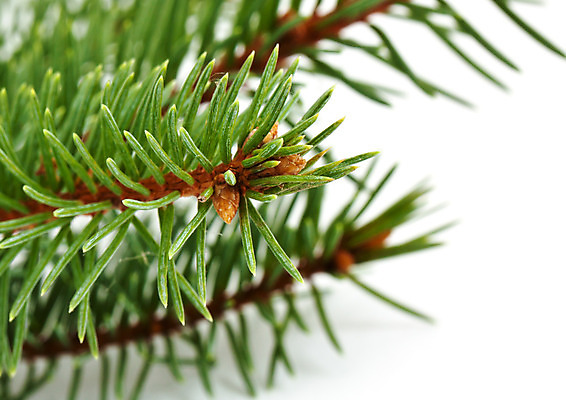 포토 JPG 해외이미지 나무 식물 전통 계절 백그라운드 잎 크리스마스 겨울 자연 휴가 새로움 이벤트 사람없음 장식 초록색 여름 빛 갈색 우주 흰색 나뭇가지 축하 소나무 숲 오브젝트 싱글 상록수 침엽수 전나무 고립 해외202004 해외포토 기념일 컬러 컨셉 생태계 파일형식 이미지허브