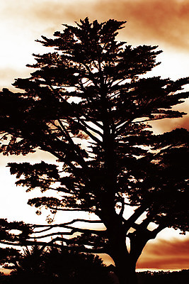 포토 JPG 해외이미지 나무 실루엣 하늘 사람없음 야외 빨간색 컬러풀 일몰 소나무 캘리포니아 수평선 해외202004 해외포토 식물 컬러 촬영기법 노을 미국 파일형식 이미지허브