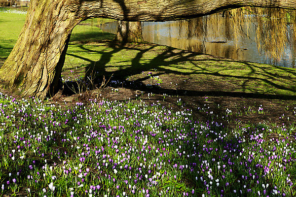 포토 JPG 해외이미지 모양 나무 식물 계절 공원 꽃 호수 추상 그림자 풍경 사람없음 야외 물 빛 햇빛 보라색 봄 성장 벚꽃 흰색 나뭇가지 많음 해외202004 해외포토 자연요소 공공시설 컬러 컨셉 무늬 태양 파일형식 이미지허브