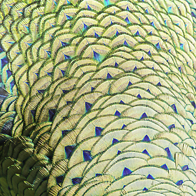 포토 JPG 해외이미지 동물 디자인 야생동물 백그라운드 패턴 자연 조류 추상 사람없음 초록색 파란색 컬러풀 우아함 닫기 공작 깃털 묘사 질감 꼬리 내추럴 해외202004 해외포토 컬러 컨셉 무늬 모션 생태계 파일형식 이미지허브