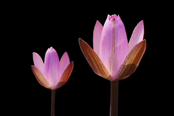 포토 JPG 해외이미지 식물 공원 꽃잎 꽃 아시아 종교 선 분홍색 꽃무늬 불교 태국 자연 휴식 연꽃 동양인 사람없음 야외 물 여름 정원 검은색 화목 봄 벚꽃 연못 개화 우아함 백합 명상 엽서 고립 이국적 해외202004 해외포토 자연요소 계절 공공시설 나라 컬러 컨셉 무늬 인종 편지 생태계 파일형식 이미지허브