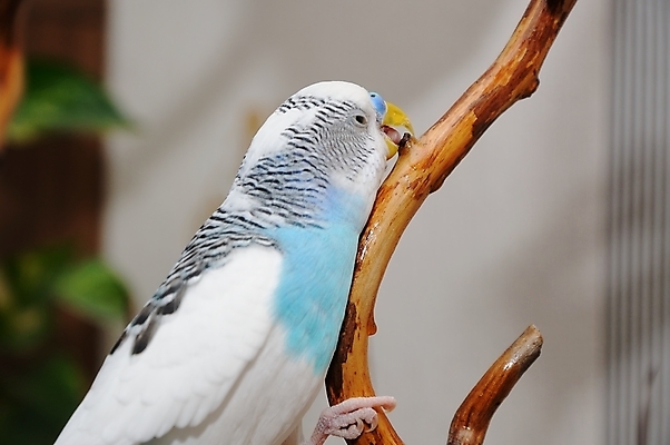 포토 JPG 해외이미지 동물 날개 자연 조류 병아리 사람없음 파란색 반려동물 작음 깃털 동료 부리 앵무새 강렬 동물상 이국적 해외202004 해외포토 컬러 관계 조형물 크기 생태계 파일형식 이미지허브