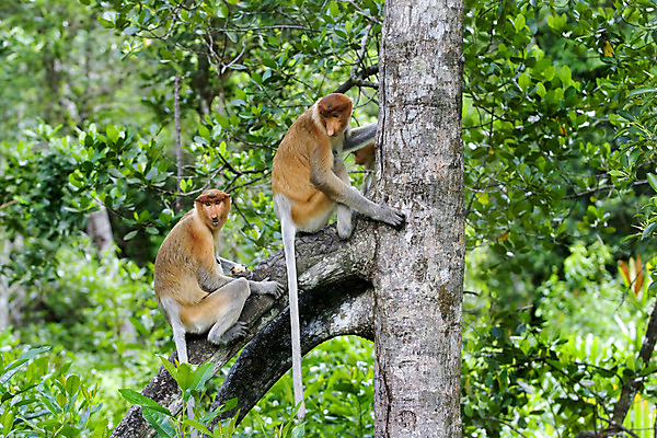 포토 JPG 해외이미지 나무 동물 공원 아시아 여행 놀이 사람없음 강 파티 점프 트래킹 원숭이 그룹 숲 수줍음 사파리 코 말레이시아 수유 숨기 이국적 해외202004 해외포토 식물 공공시설 감정 나라 포유류 모션 레저 이벤트 신체부위 파일형식 이미지허브