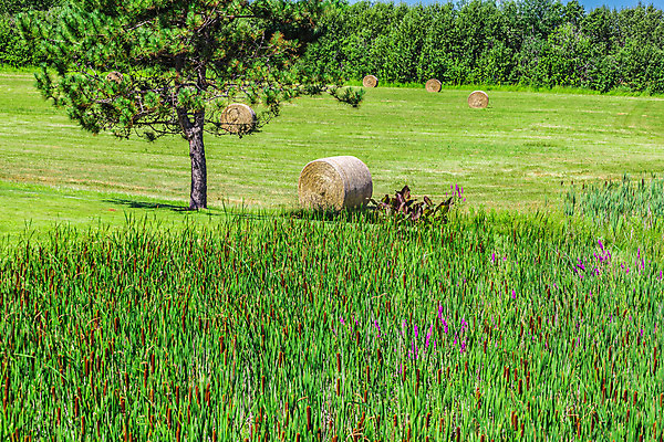 포토 JPG 해외이미지 구름 음식 백그라운드 밭 농업 자연 날씨 건조 옥수수 풍경 사람없음 파란색 농작물 농장 농경지 노란색 환경 놀람 수확 성장 가을 시골 원형 황금 건초더미 볏짚 큼 먹이 낟알 자르기 시리얼 밀 즐거움 감탄 밭일 전용 환상 세련 해외202004 영광군 해외포토 자연요소 도형 계절 감정 산업 컬러 컨셉 모션 곡류 표정 건초 짚 크기 전라남도 생태계 파일형식 더미 이미지허브