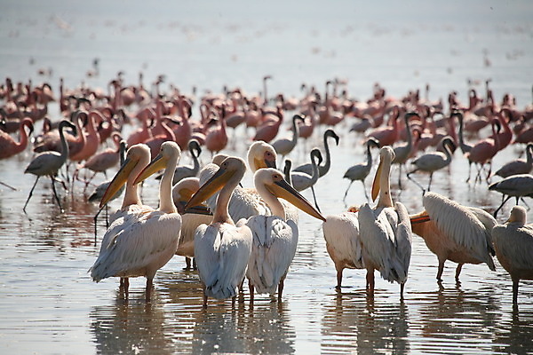 포토 JPG 해외이미지 동물 호수 야생동물 바다 백그라운드 날개 가방 아프리카 자연 조류 하늘 풍경 성인 사람없음 물 여름 파란색 흰색 큼 펠리컨 깃털 부리 물새 거인 계산서 동물상 수유 해외202004 해외포토 자연요소 잡화 계절 나라 컬러 사람 조형물 크기 생태계 파일형식 이미지허브