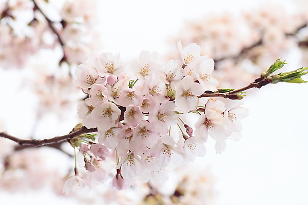 포토 JPG 해외이미지 사람없음 아웃포커스 봄 벚꽃 나뭇가지 해외202004 해외포토 나무 계절 꽃 촬영기법 파일형식 이미지허브