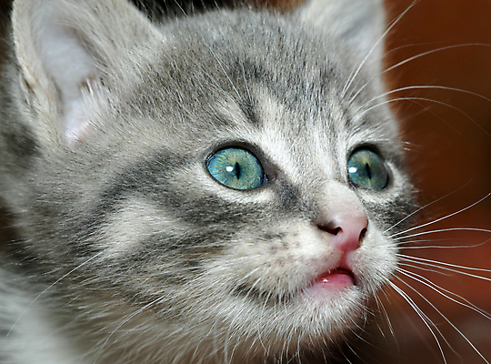 포토 JPG 해외이미지 동물 응시 얼굴 털 사람없음 파란색 반려동물 고양이 표현 작음 호기심 해외202004 해외포토 시선 감정 컬러 컨셉 포유류 신체부위 크기 파일형식 이미지허브