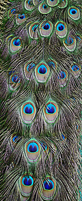 포토 JPG 해외이미지 동물 남자 야생동물 백그라운드 패턴 자연 조류 추상 동물원 사람없음 초록색 파란색 컬러풀 활발 닫기 공작 인도인 깃털 묘사 질감 꼬리 부리 내추럴 해외202004 해외포토 외국인 컬러 컨셉 무늬 모션 사람 동양인 생태계 파일형식 이미지허브