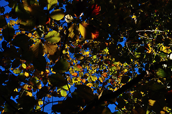 포토 JPG 해외이미지 나무 디자인 계절 공원 행복 백그라운드 단풍 잎 오렌지 모션 자연 건조 건강 풍경 사람없음 야외 장식 빨간색 컬러풀 햇빛 태양 갈색 노란색 사진촬영 하이킹 가을 나뭇가지 변화 닫기 잡지 숲 11월 소재 10월 엘리먼트 해외202004 해외포토 자연요소 식물 공공시설 감정 컬러 컨셉 과일 레저 간행물 촬영 날짜 생태계 파일형식 이미지허브