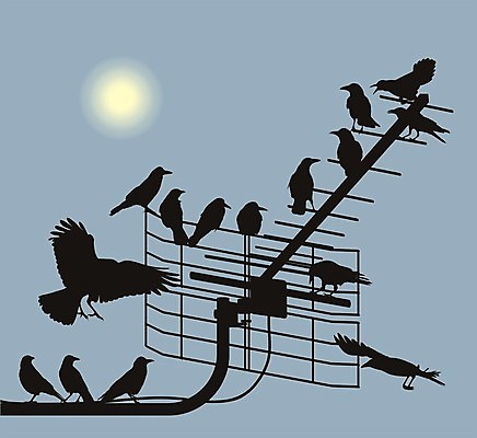 포토 JPG 해외이미지 실루엣 날개 조류 항해 안테나 사람없음 검은색 텔레비전 그룹 토론 부리 해외202004 해외포토 동물 컬러 배_교통 통신 촬영기법 전자제품 파일형식 이미지허브