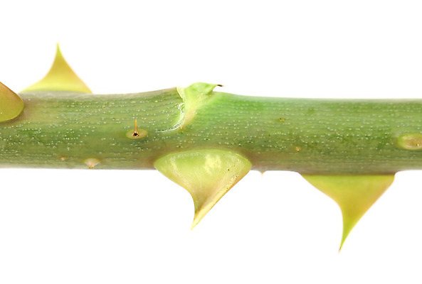 포토 JPG 해외이미지 식물 꽃 텍스트 사람없음 초록색 컬러풀 장미 노란색 고통 막대기 가시 날카로움 해외202004 해외포토 감정 컬러 파일형식 이미지허브