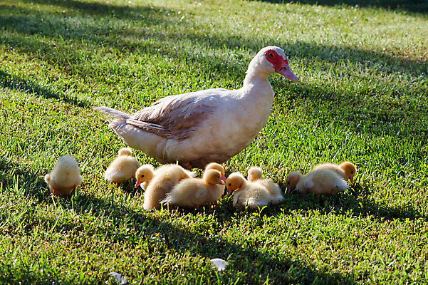 포토 JPG 해외이미지 동물 어린이 부분 자연 조류 오리 사람없음 빨간색 초록색 반려동물 농장 노란색 침묵 봄 흰색 맛 작음 굽기 깃털 부리 솜털 리빙 기르기 입가심 해외202004 해외포토 계절 컬러 컨셉 농업 사람 소리 크기 구이 생태계 돌봄 파일형식 이미지허브