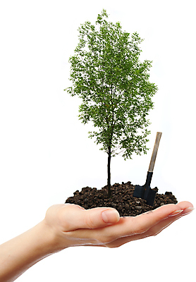 포토 JPG 해외이미지 나무 식물 손 계절 잎 자연 사람없음 목재 초록색 빛 환경 정원 흙 봄 성장 흰색 나뭇가지 공구 신선 잡기 숲 삽 국자 내추럴 고립 땅바닥 땅파기 조작 해외202004 해외포토 컬러 재료 모션 주방용품 바닥 신체부위 도구 생태계 파일형식 이미지허브