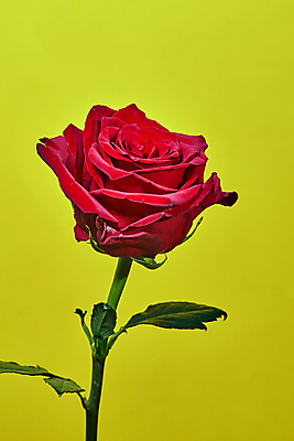 포토 JPG 해외이미지 식물 꽃잎 꽃 잎 자연 사람없음 내부 빨간색 초록색 장미 노란색 흰색 묘사 폴란드 꽃수술 해외202004 해외포토 유럽 컬러 생태계 파일형식 이미지허브