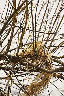 포토 JPG 해외이미지 식물 건조 사람없음 물 강 화환 나뭇가지 조직 다발 매듭 섬유 내추럴 해외202004 해외포토 자연요소 나무 꽃 직물 파일형식 이미지허브