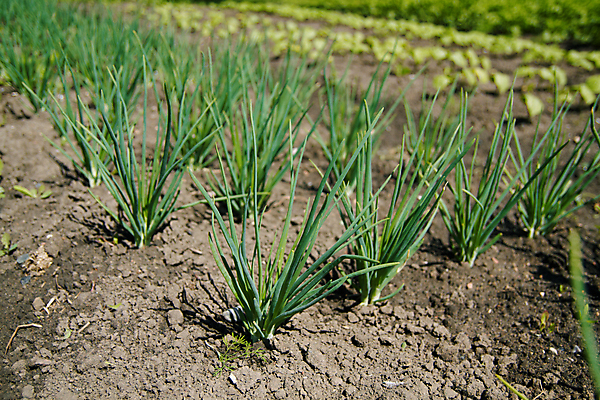 포토 JPG 해외이미지 식물 잡화 지구 선 음식 잎 밭 농업 채소 재료 표면 양파 사람없음 초록색 농장 농경지 새싹 정원 수확 성장 시골 신선 땅 허브 유기농 원예 먼지 내추럴 땅바닥 밭일 줄서기 해외202004 해외포토 웰빙 산업 컬러 모션 바닥 취미 파일형식 이미지허브