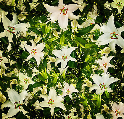 포토 JPG 해외이미지 식물 꽃 꽃다발 결혼 백그라운드 잎 꽃무늬 휴가 선물 사람없음 장식 초록색 벚꽃 나뭇가지 축하 신선 신용카드 생일 개화 우아함 칭찬 해외202004 해외포토 나무 기념일 컬러 컨셉 무늬 이벤트 금융 파일형식 이미지허브