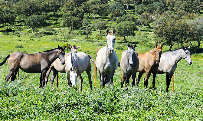포토 JPG 해외이미지 나무 동물 야생동물 백그라운드 밭 농업 포유류 자연 풍경 사람없음 야외 초록색 여름 농장 갈색 검은색 가축 봄 목장 회색 자유 흰색 시골 그룹 소 승마 군중 방목 장면 갈기 내추럴 무료 찰과상 해외202004 해외포토 식물 계절 산업 스포츠 컬러 컨셉 사람 축산업 상처 생태계 파일형식 이미지허브