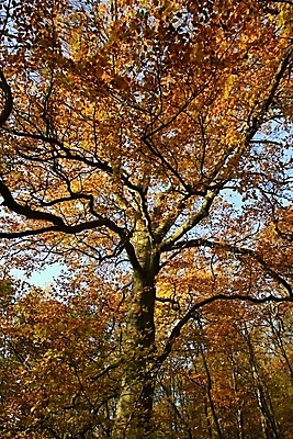 포토 JPG 해외이미지 식물 디자인 계절 단풍 잎 자연 사람없음 야외 빨간색 컬러풀 노란색 가을 황금 숲 내추럴 해외202004 해외포토 컬러 생태계 파일형식 이미지허브