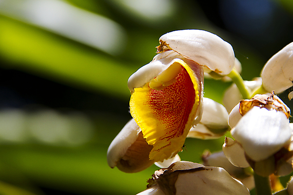 포토 JPG 해외이미지 식물 꽃잎 꽃 야생동물 결혼 자연 실내 발렌타인데이 선물 사랑 사람없음 빨간색 태양 장미 봄 싱글 해외202004 해외포토 자연요소 동물 계절 감정 컬러 데이이벤트 이벤트 내부 생태계 파일형식 이미지허브