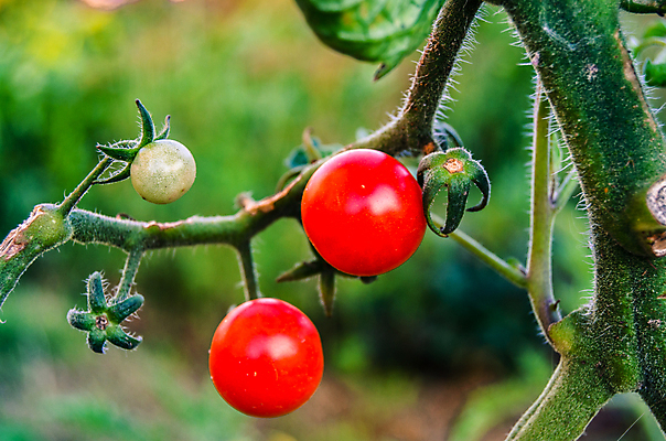 포토 JPG 해외이미지 식물 계절 음식 줄기 잎 2 농업 토마토 채소 재료 자연 매달리기 건강 사람없음 가로 빨간색 초록색 농작물 농장 정원 식사 샐러드 수확 성장 껍질 나뭇가지 신선 체리 시장 닫기 작음 오브젝트 상쾌 유기농 원예 날것 국산 내추럴 숙성 온실 채식주의자 비건 해외202004 해외포토 나무 웰빙 감정 산업 컬러 과일 모션 취미 크기 생태계 채식 파일형식 이미지허브