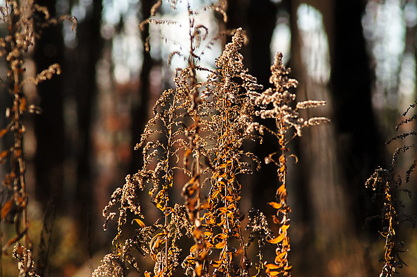 포토 JPG 해외이미지 나무 식물 계절 공원 꽃 분홍색 백그라운드 잎 겨울 밭 오렌지 자연 하늘 건조 풍경 사람없음 야외 여름 파란색 빛 강 햇빛 태양 노란색 일출 정원 일몰 봄 수확 가을 나뭇가지 저녁 숲 큼 복고 장면 내추럴 변소 해외202004 해외포토 자연요소 공공시설 컬러 농업 과일 노을 야간 크기 생태계 파일형식 이미지허브