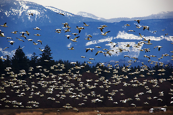 포토 JPG 해외이미지 동물 공원 야생동물 이동 날개 자연 조류 하늘 산 사람없음 야외 파란색 환경 흰색 그룹 방향 깃털 부리 거위 철새 워싱턴 해외202004 해외포토 공공시설 컬러 컨셉 미국 생태계 파일형식 이미지허브