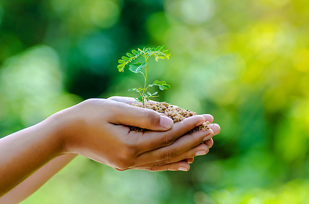 포토 JPG 해외이미지 나무 식물 손 지구 어린이 백그라운드 컨셉 잎 농업 가족 자연 씨앗 사람 사람없음 초록색 물 세계 글로벌 환경 흙 봄 행성 에너지 성장 신선 보호 숲 에코 생태계 원예 리빙 유지 개발 돌봄 모종 바이오 생태학 소셜 심기 해외202004 해외포토 자연요소 계절 교육 산업 컬러 관계 모션 취미 신체부위 우주 파일형식 이미지허브