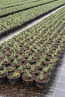 포토 JPG 해외이미지 식물 꽃 음식 잎 농업 채소 재료 자연 건강 요리 사람없음 초록색 세일 정원 나뭇가지 신선 양념 그룹 냄비 다발 허브 향신료 유기농 날것 아로마 향 로즈메리 매각 온실 많음 해외202004 해외포토 나무 웰빙 산업 컬러 컨셉 솥 생태계 향미료 파일형식 이미지허브