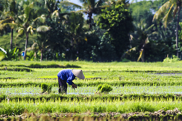 포토 JPG 해외이미지 식물 직업 전통 아시아 문화 음식 농업 자연 밥 노동자 사람 동양인 풍경 사람없음 야외 초록색 물 농작물 농장 농경지 중국 수확 성장 시골 업무 뜨거움 농부 낟알 유기농 베트남 발리 인도네시아 장면 밀짚 논밭 밭일 해외202004 해외포토 자연요소 웰빙 나라 산업 컬러 섬 밭 논 인종 동남아시아 작업 짚 생태계 파일형식 이미지허브