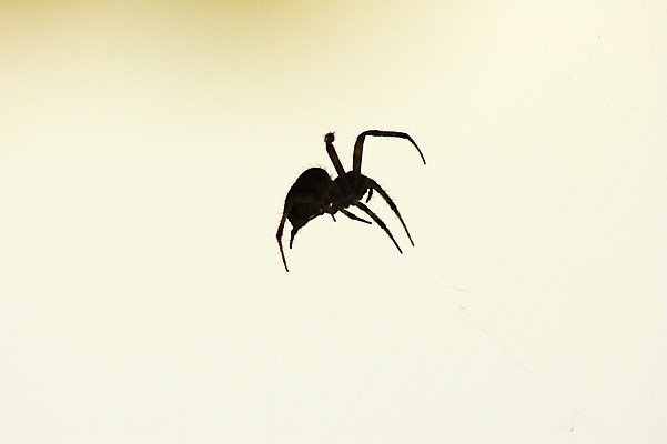 포토 JPG 해외이미지 동물 곤충 사람없음 여름 빛 노란색 맑음 웹 일몰 작음 거미 해외202004 해외포토 계절 컬러 인터넷 날씨 노을 크기 파일형식 이미지허브